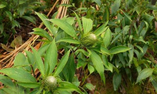 天雄的功效与禁忌网 - 天雄的性味归经和功能主治,中药材天雄的功效